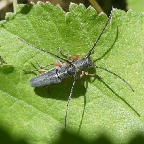Phytoecia icterica